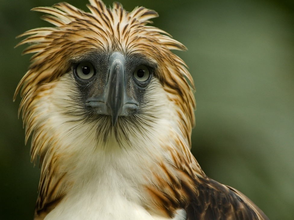 Philippine Eagle symbolizing biodiversity protection in Davao City watersheds