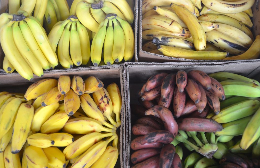 Different varieties of bananas displayed in a market including genetically improved and traditional types.
