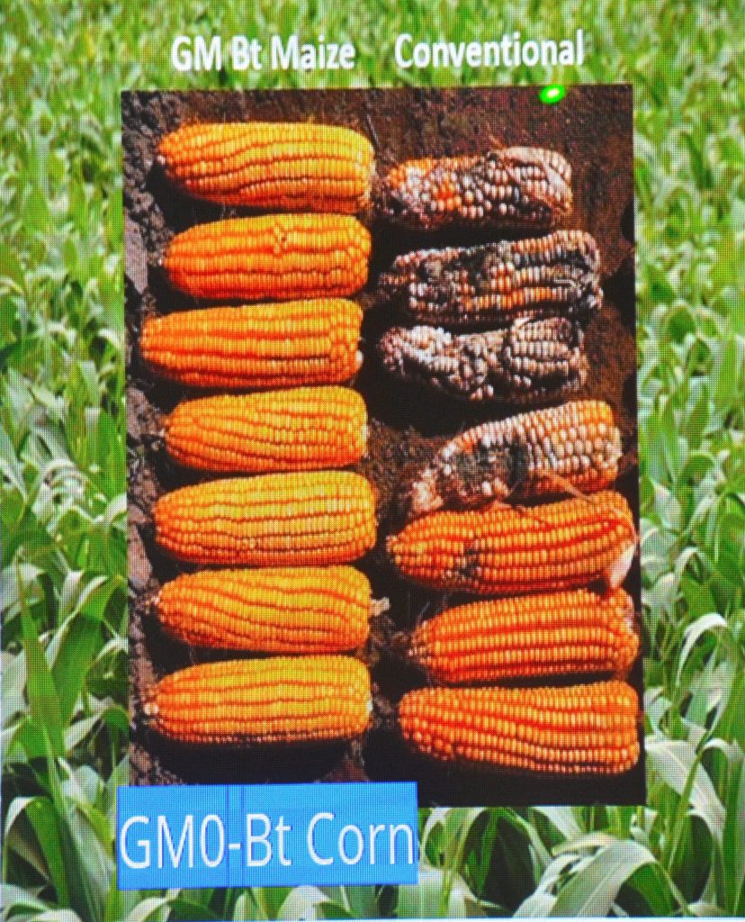 Comparison between Bt corn genetically modified for pest resistance and traditional corn varieties.