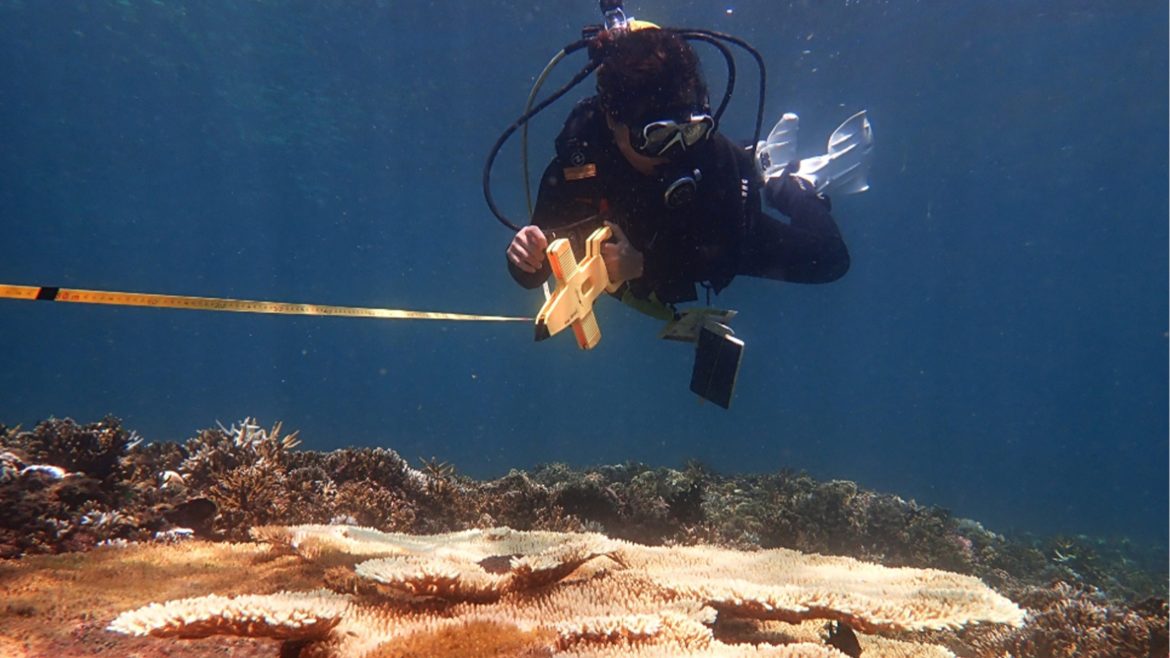 A marine researcher monitors coral reefs underwater while studying marine heatwaves and coral reef resilience in Philippine waters.