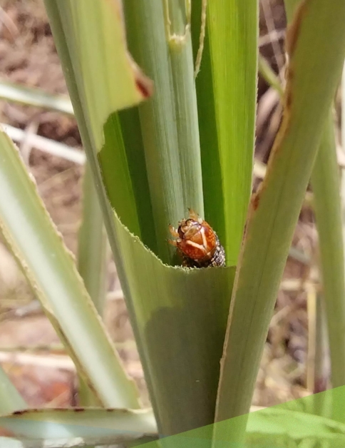 Severe leaf damage caused by fall armyworm infestation on sugarcane