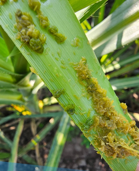 Fall armyworm caterpillar damaging sugarcane leaf in the Philippines
