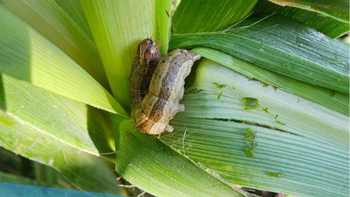Fall armyworm pest found inside sugarcane stem in the Philippines