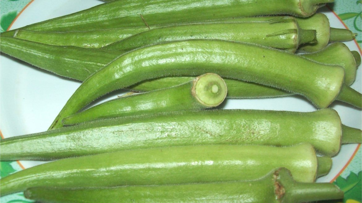 Green okra pods growing on an okra plant in a garden