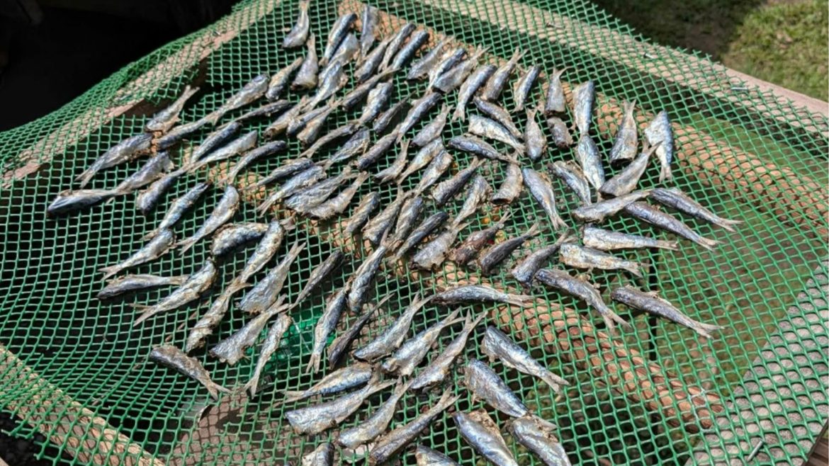 Sardines drying under the sun after being caught during the sardine surge in Dapitan