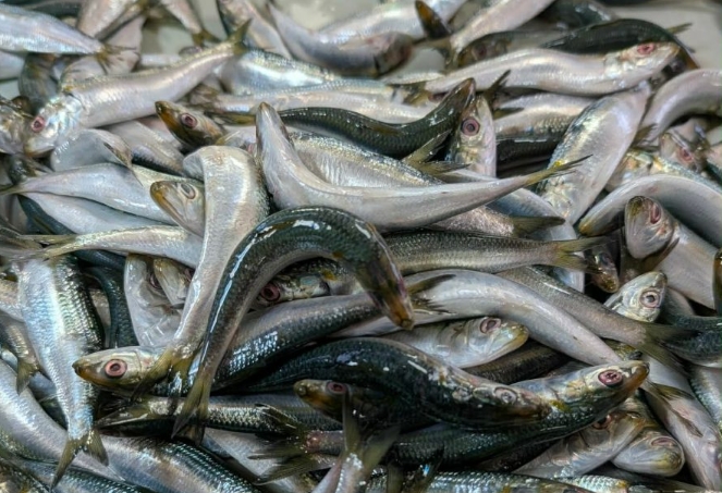 Fresh sardines caught during the sardine surge in Dapitan coastal waters