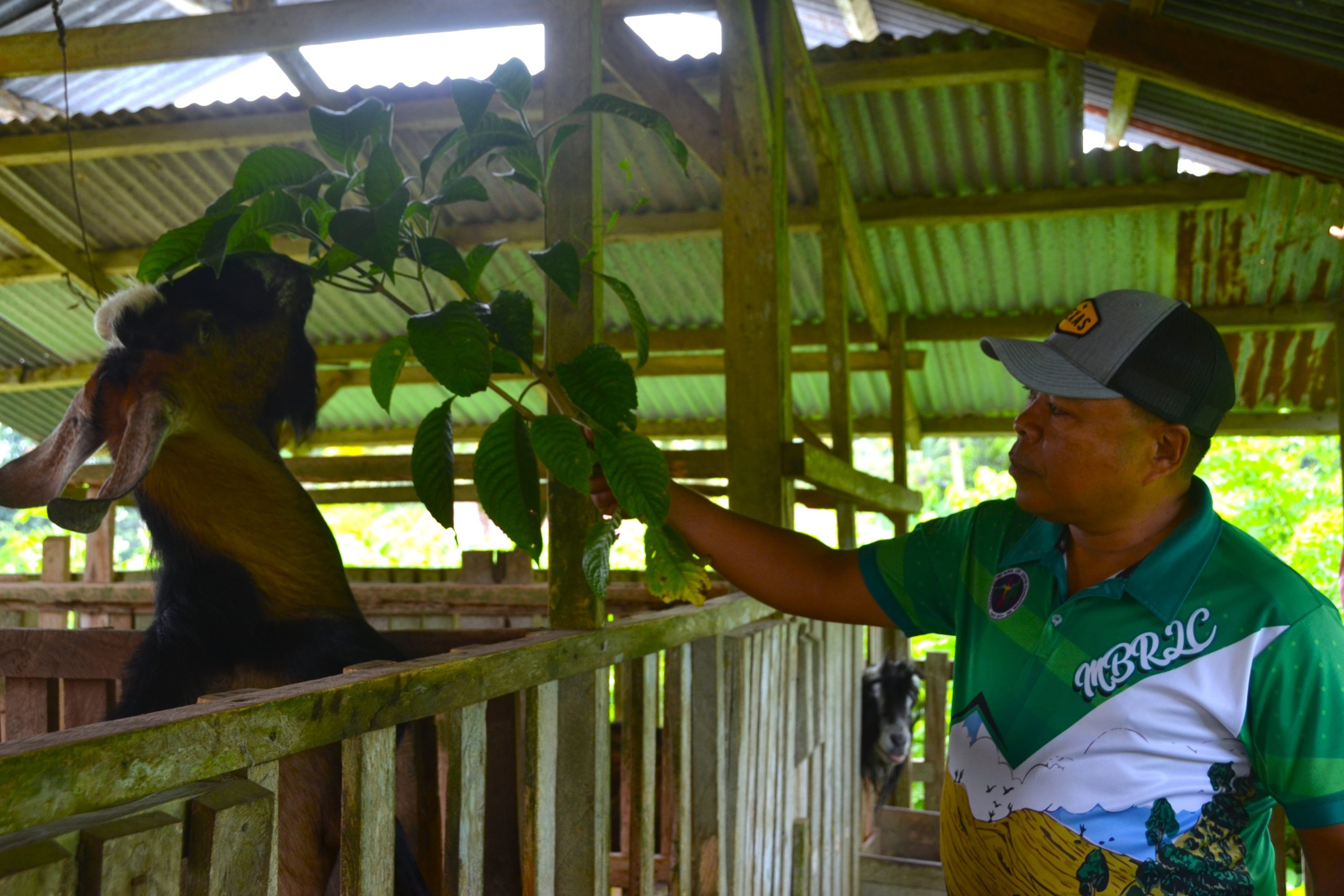 Farmer feeding male goats in a goat raising Philippines farm setup
