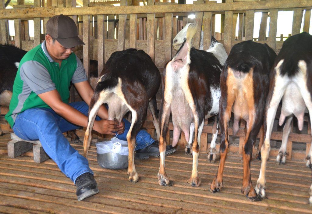 farmer milking goats in goat farming Philippines dairy setup