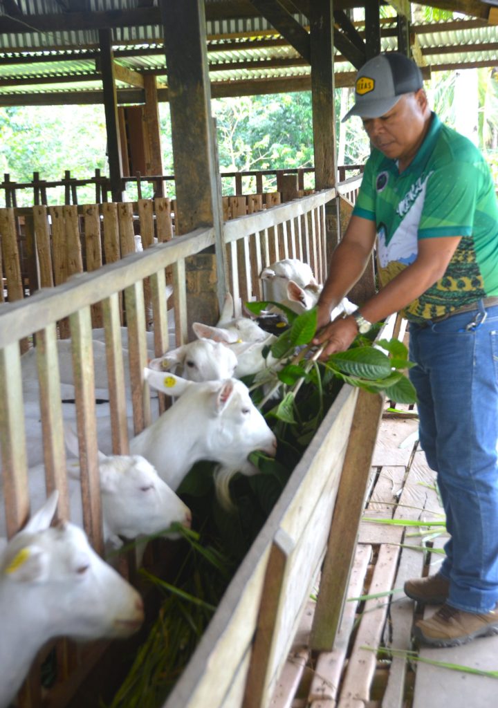 Saanen goats being fed in a goat raising Philippines livestock farm