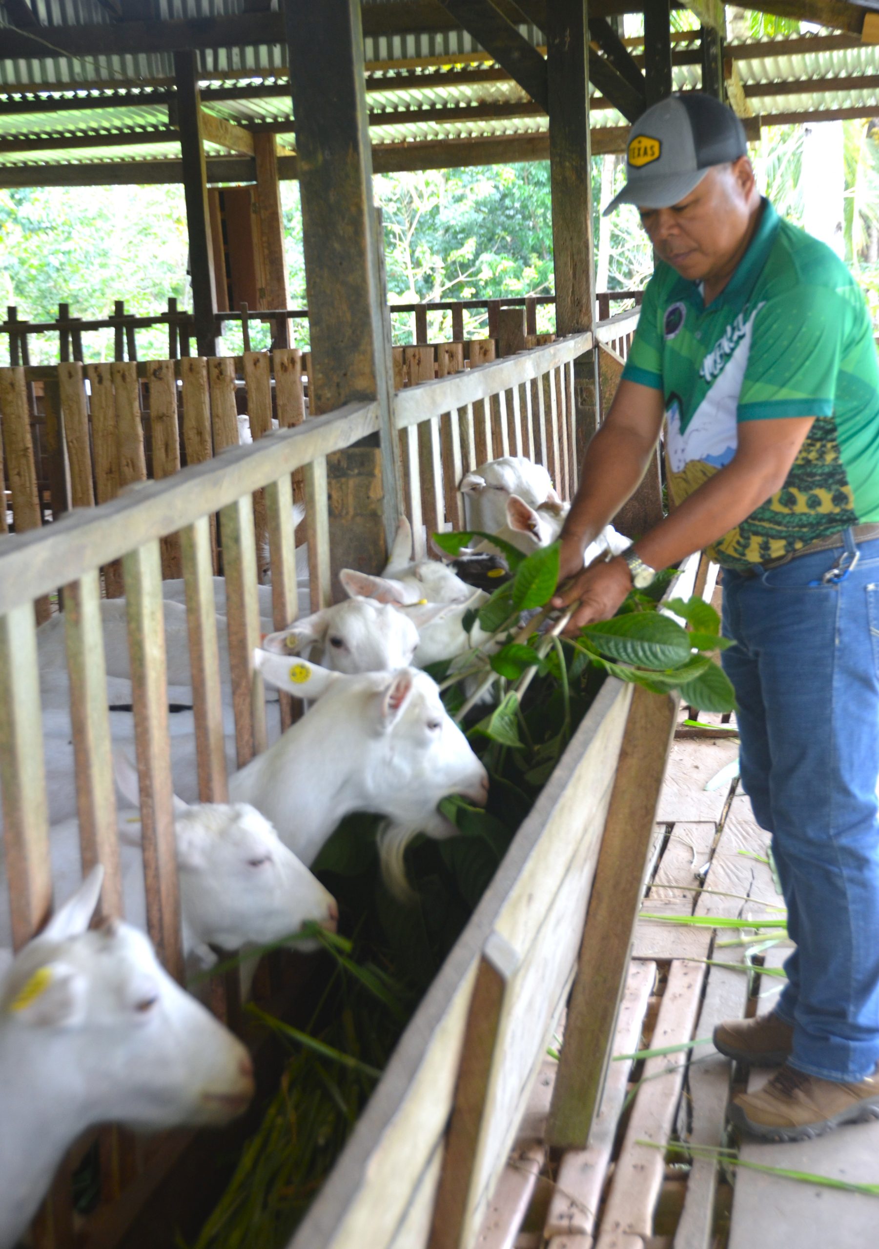 Saanen goats being fed in a goat raising Philippines livestock farm