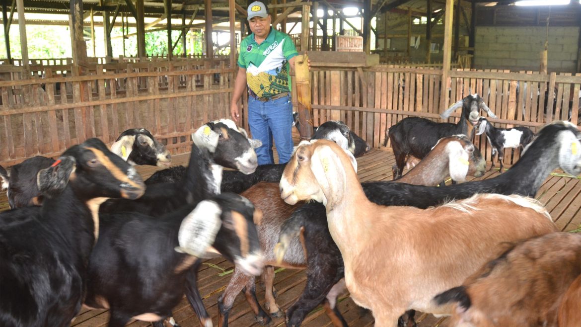 Napier grass grown as feed for goats in goat raising Philippines farms