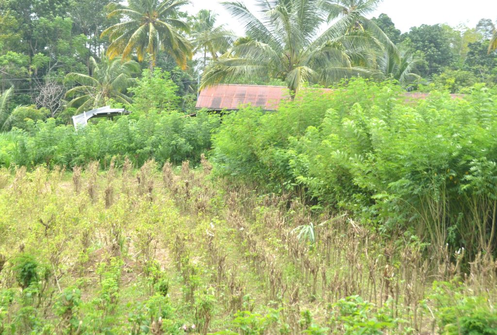 forage garden for goats in goat farming Philippines sustainable agriculture