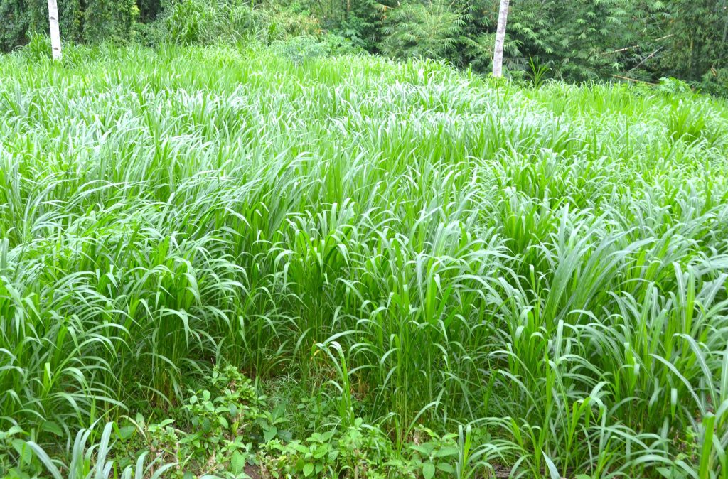 Nubian goats inside a goat raising Philippines farm enclosure