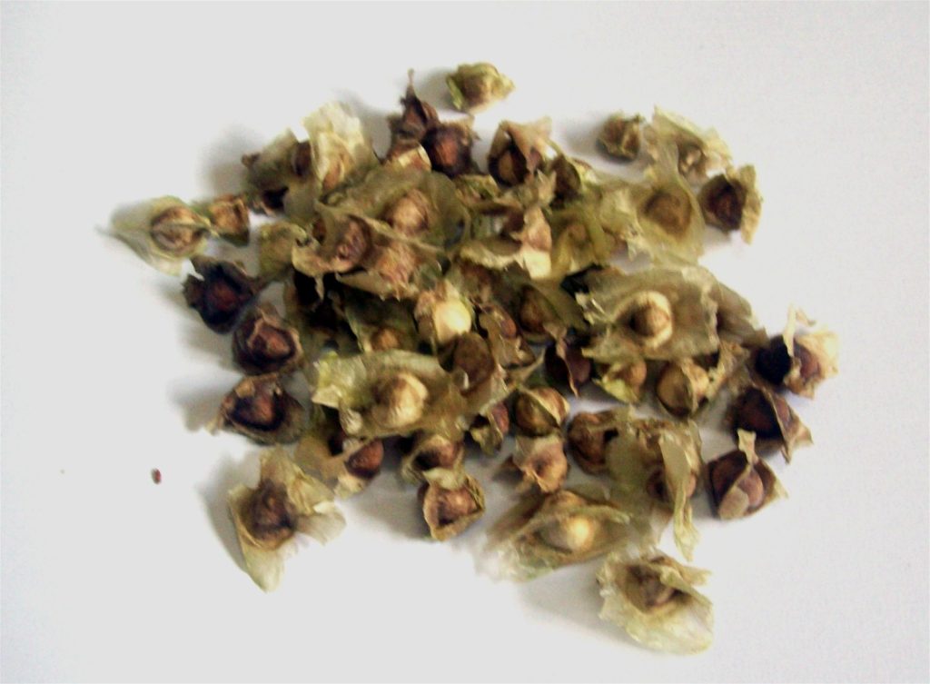 Malunggay seeds used for nutrition and health benefits