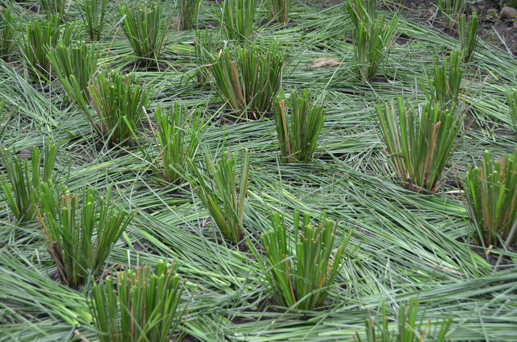 Farmer applying SALT technology as a sustainable farming method to prevent soil erosion