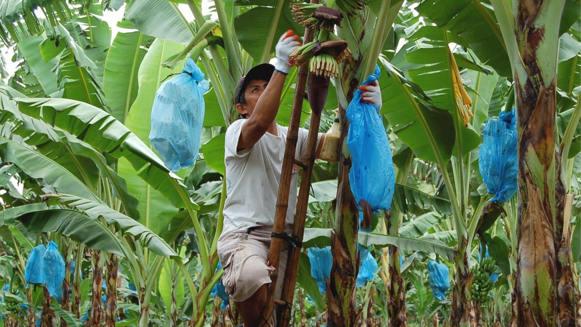 Farmer managing banana plantation in the banana industry Philippines