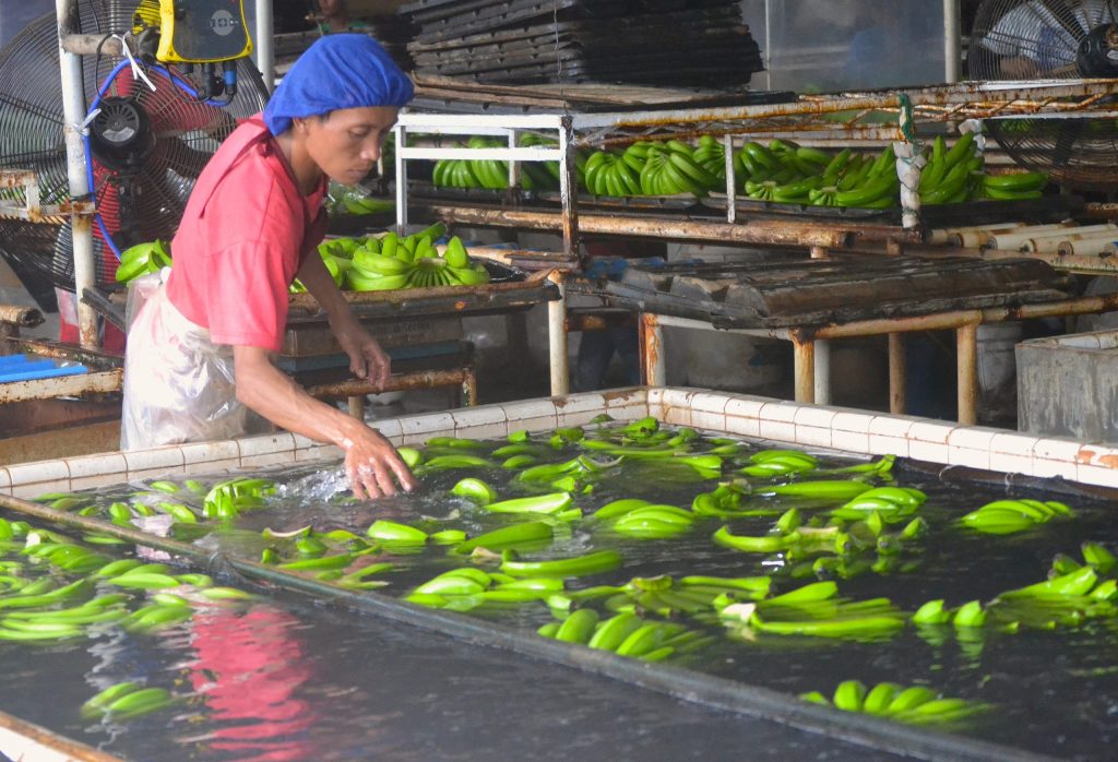 Workers cleaning bananas as part of the banana industry Philippines processing stage