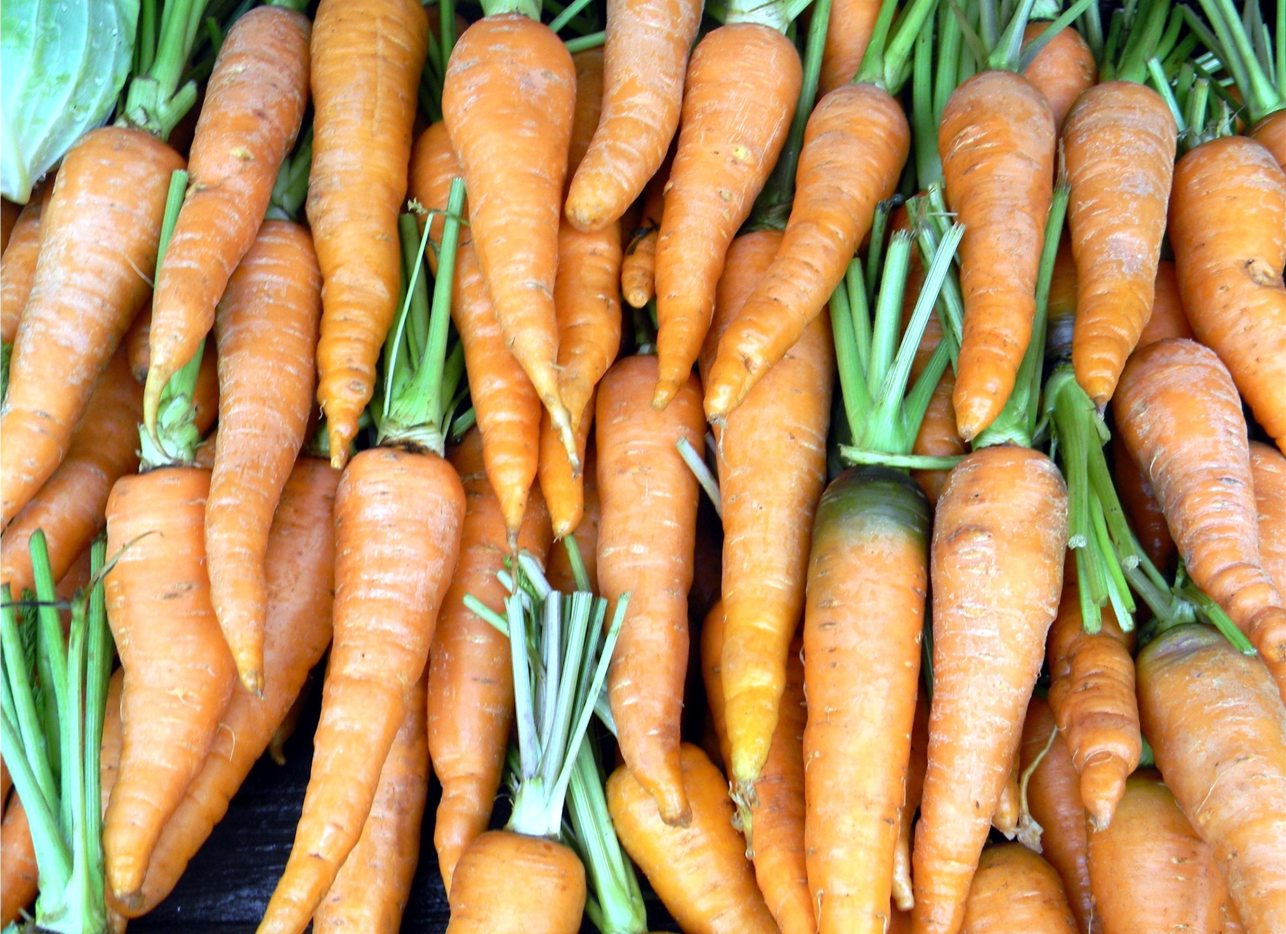Bundles of fresh carrots for sale rich in vitamin A and antioxidants
