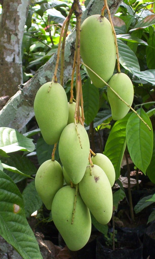 Green mangoes on tree showing early stage to extend shelf life of mango
