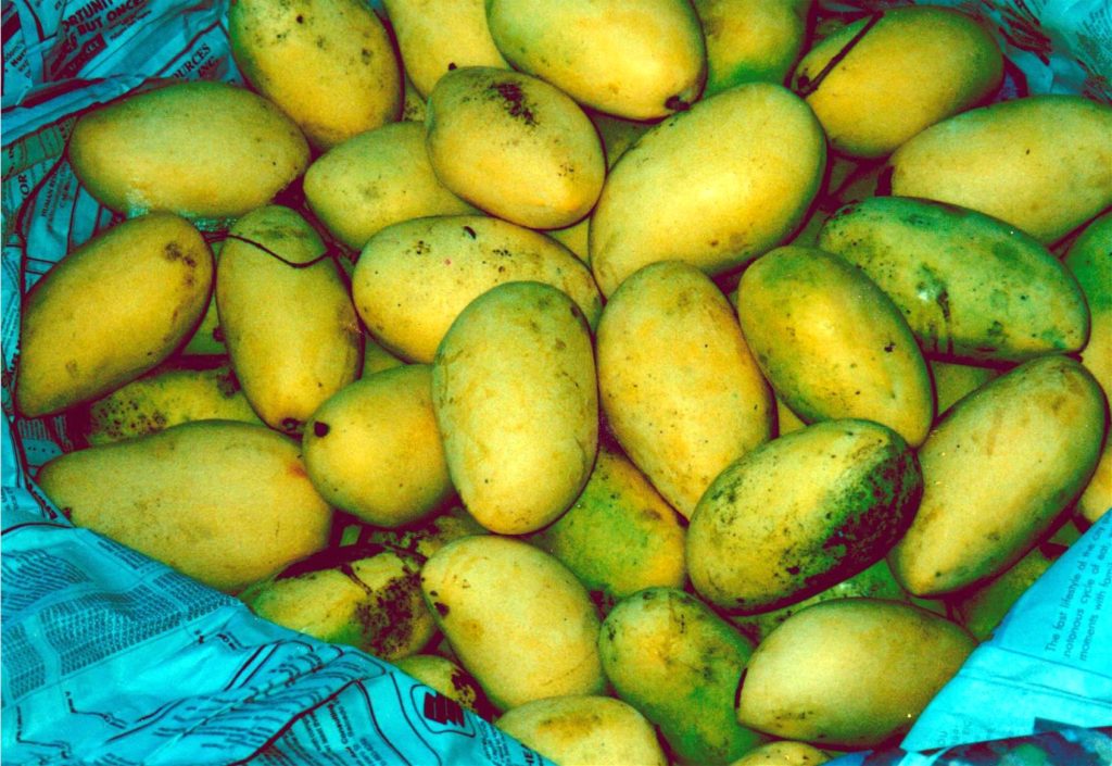 Fresh harvested mangoes sorted to extend shelf life of mango