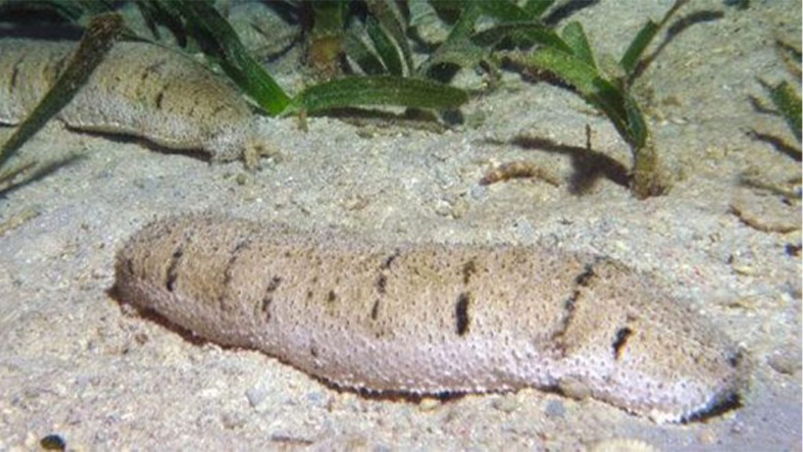 Holothuria scabra sea cucumber species studied in UP sea cucumber study award research