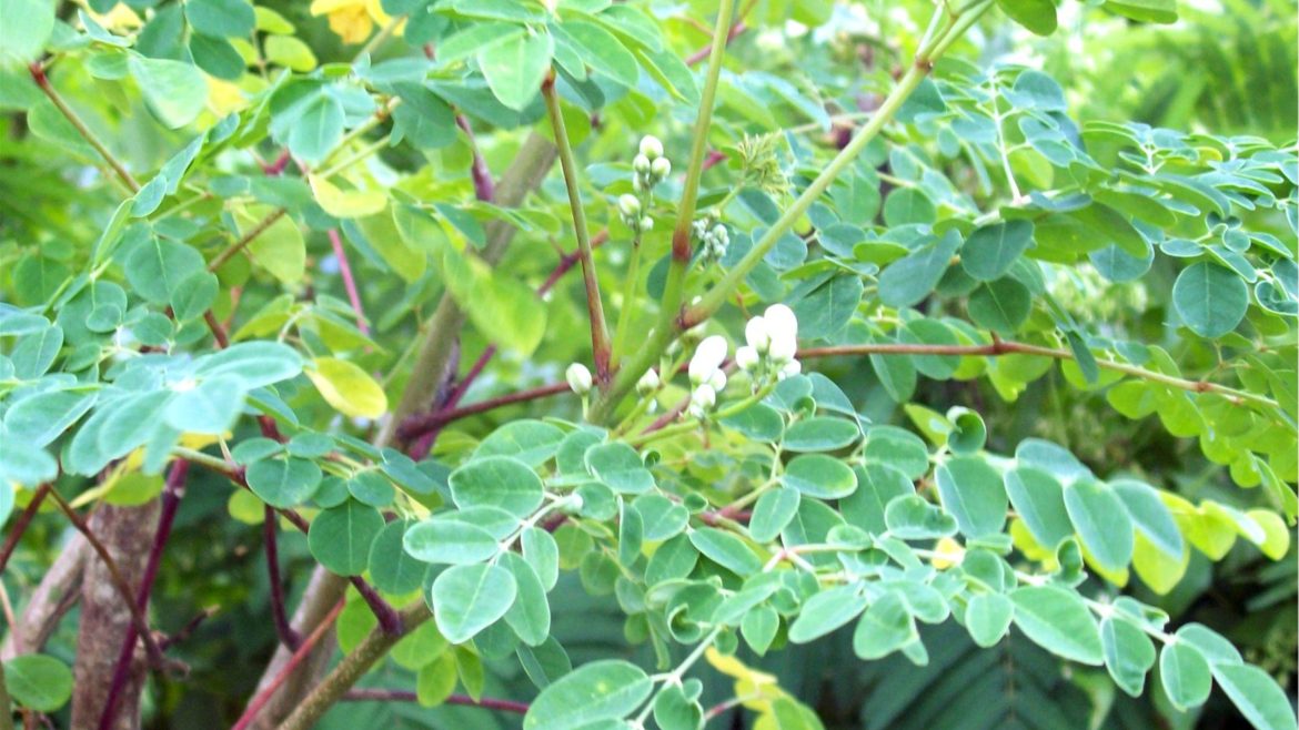 Fresh malunggay leaves showing natural nutritional benefits